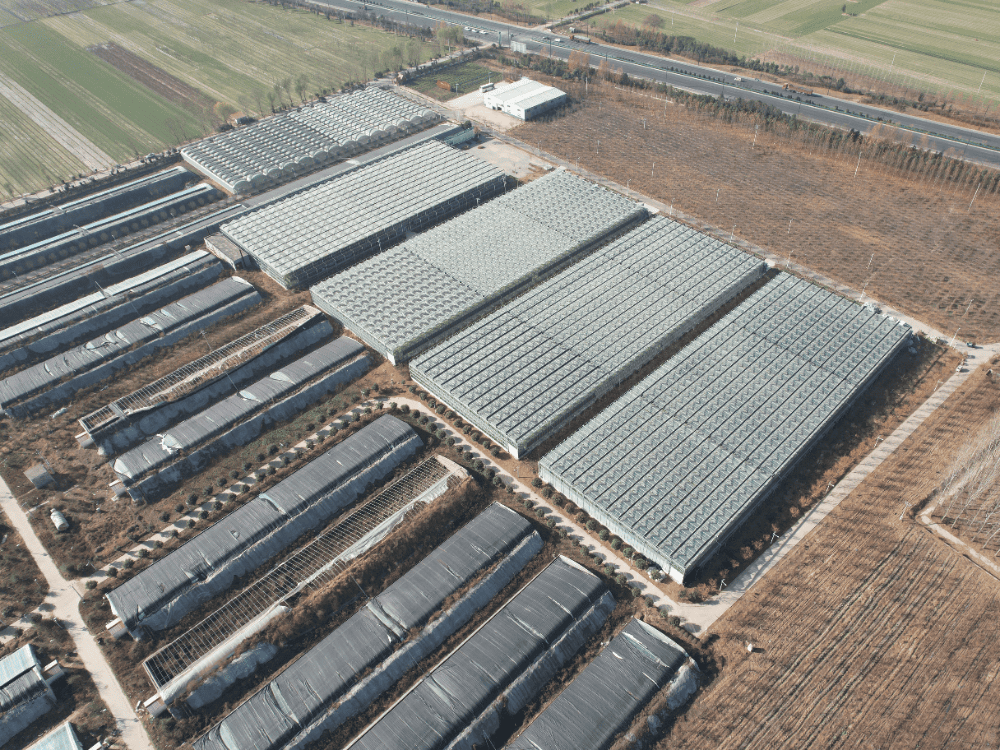 Henan 50,000 ㎡ Multi-span Glass Greenhouse